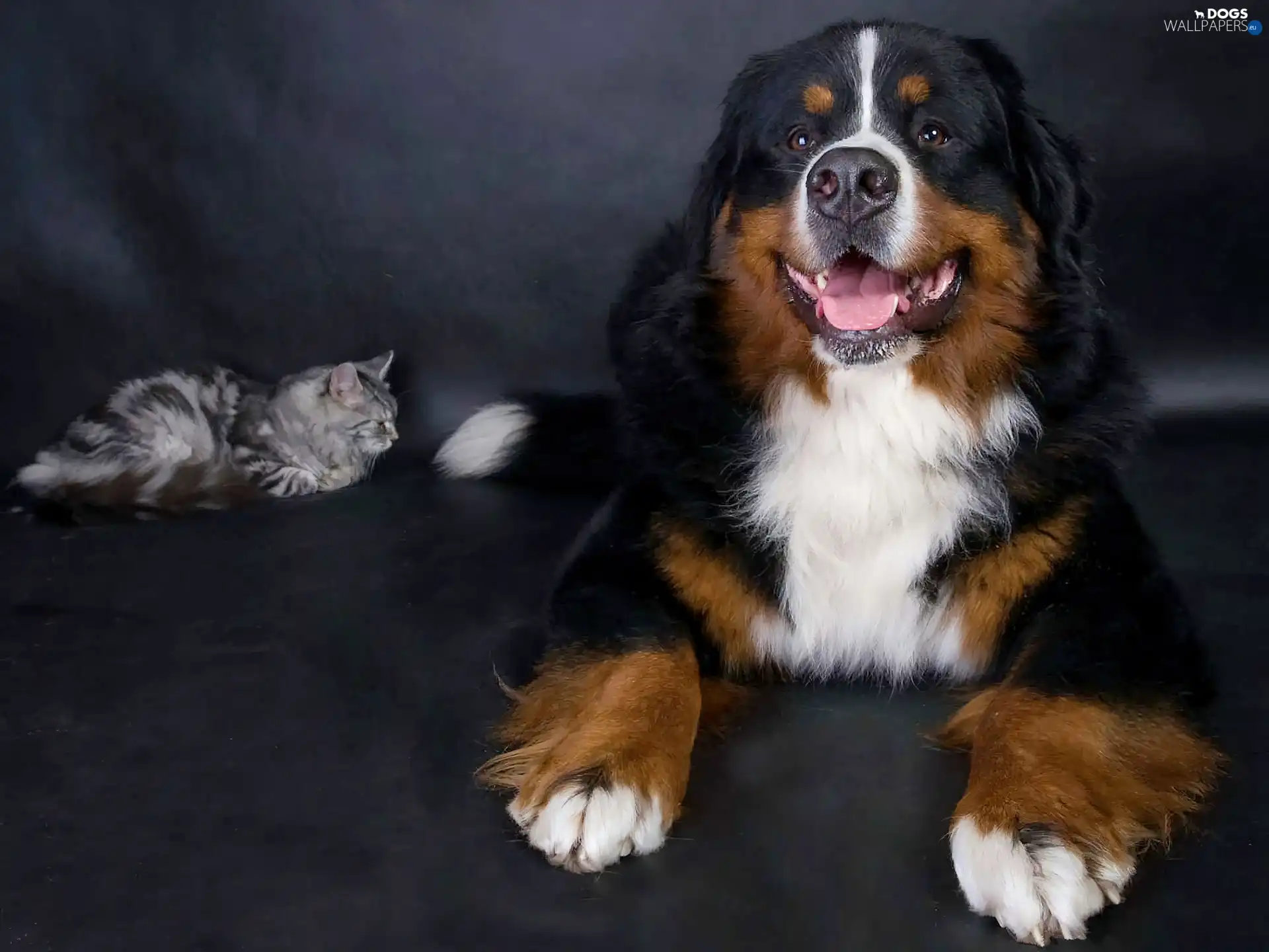 cat, pastoral, Bernese, dog
