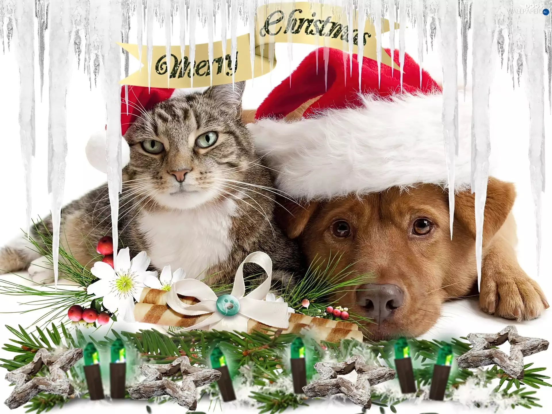 dog, icicle, christmas, cat
