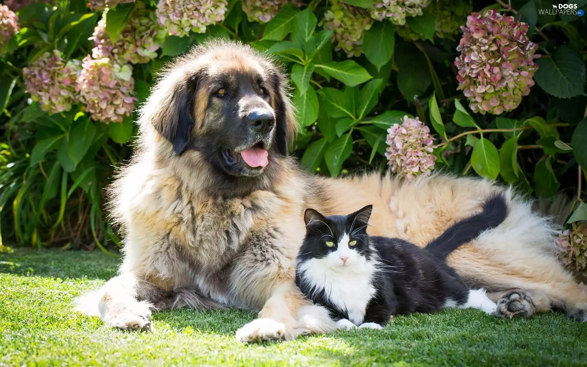 dog, Flowers, hydrangea, cat