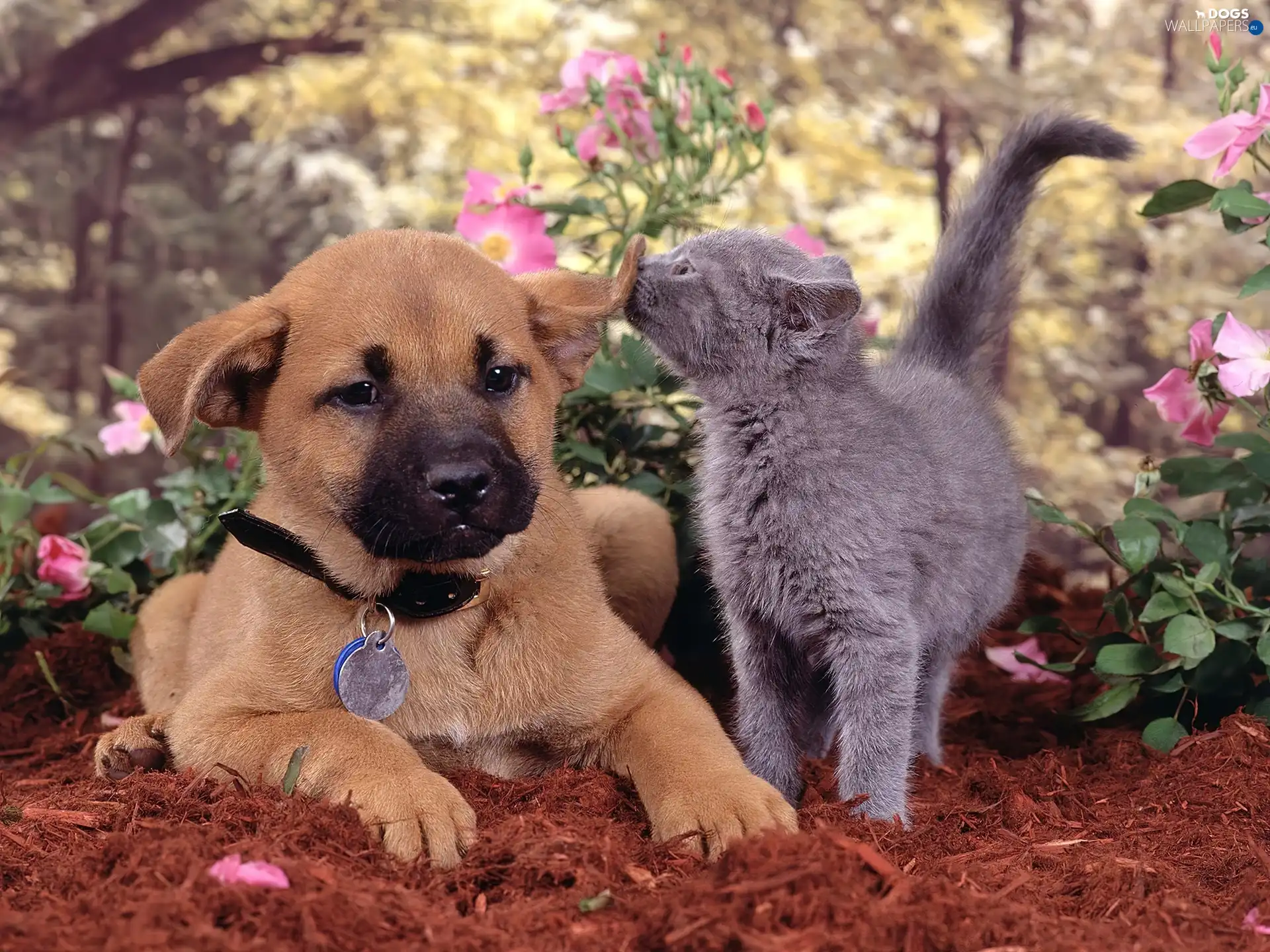 cat, puppie