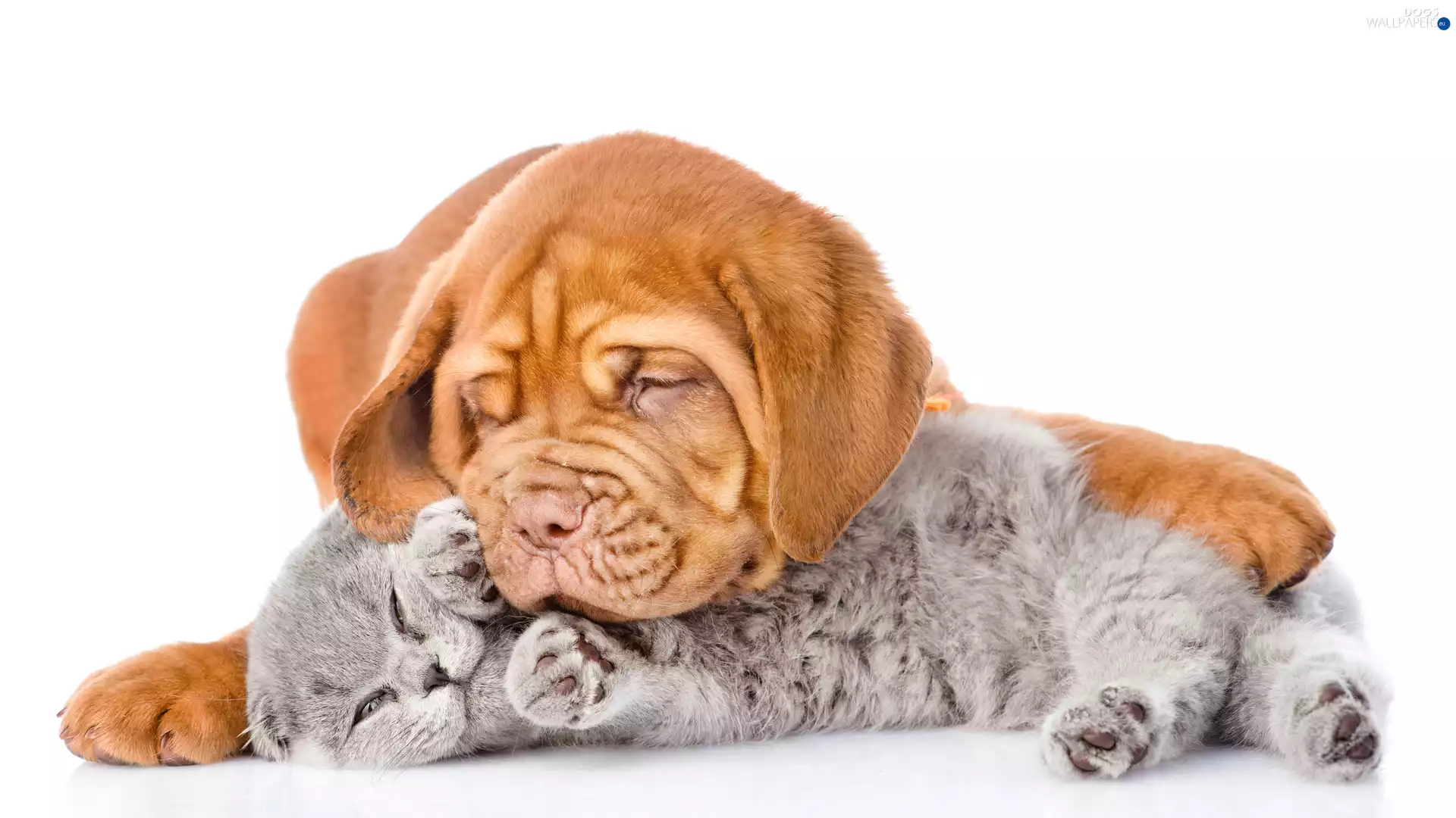 White, background, Puppy, cat, Dog de Bordeaux