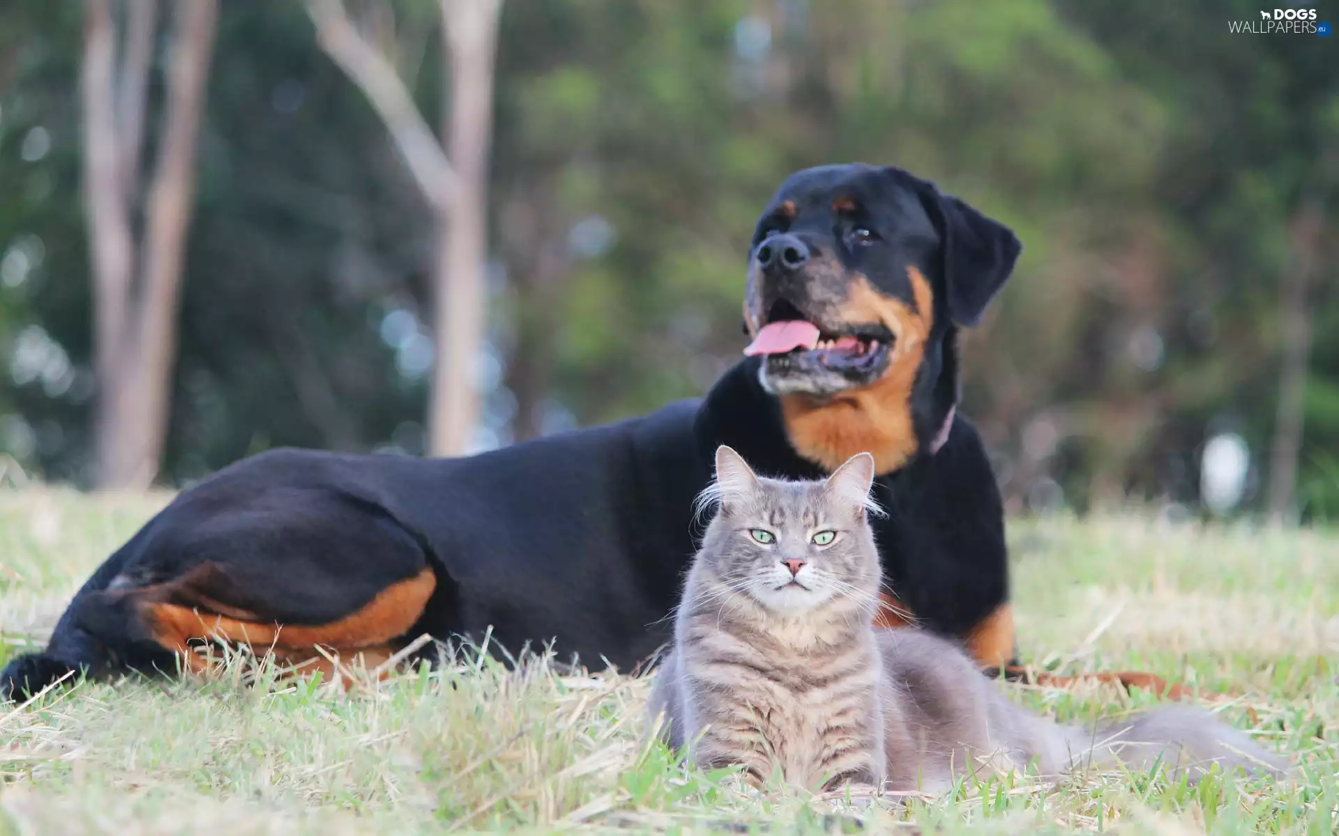 Rottweiler, Meadow, Park, cat