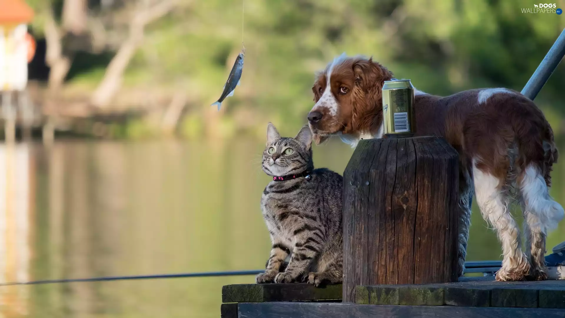 Fish, English Spaniel Can, footbridge, fishing rod, cat
