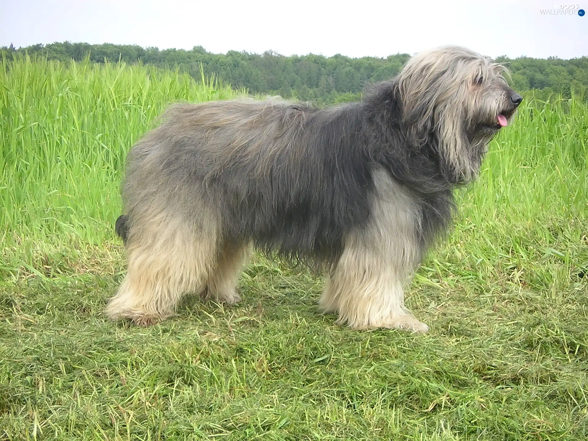 grass, Catalan Sheepdog