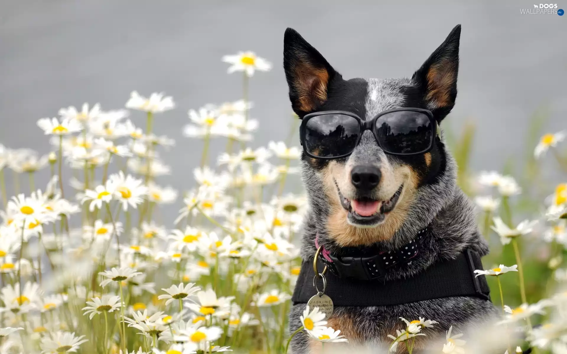 Australian cattle dog, Glasses, dog