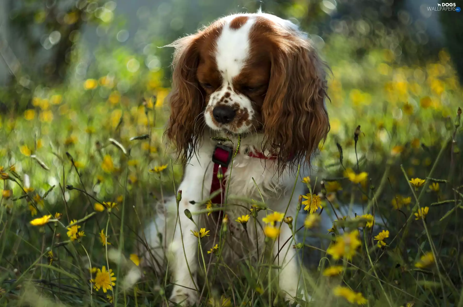 dog, Yellow, Flowers, Cavalier King Charles spaniel