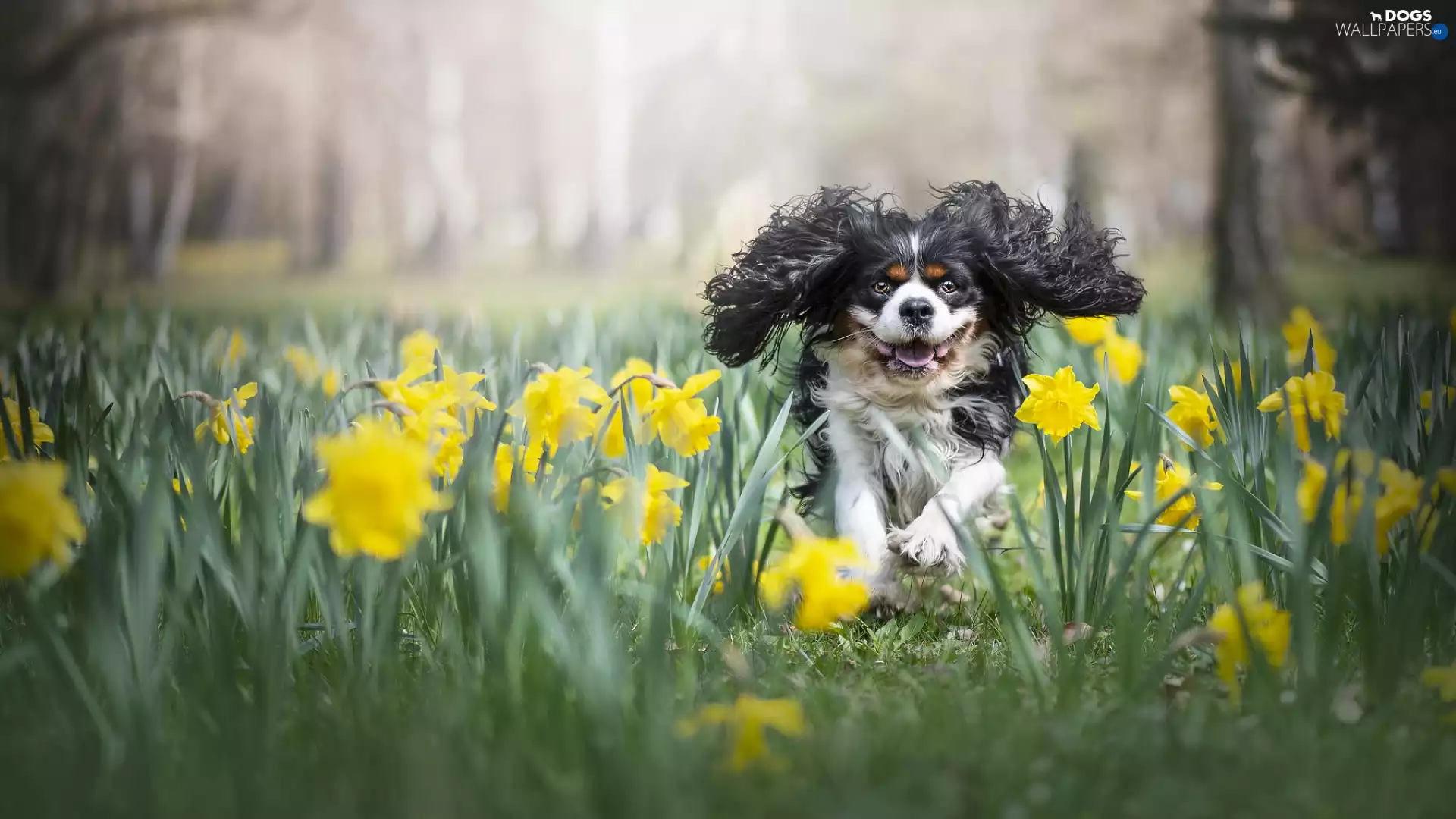dog, Flowers, Jonquil, Cavalier King Charles spaniel