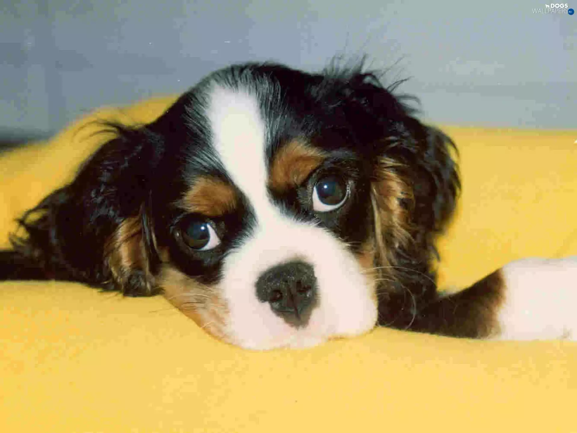 Head, Cavalier King Charles spaniel