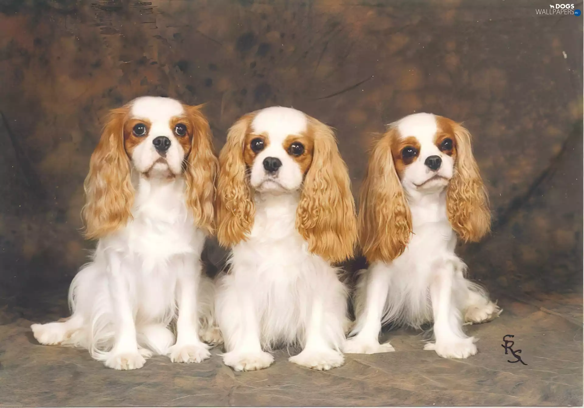 Three, Cavalier King Charles spaniel