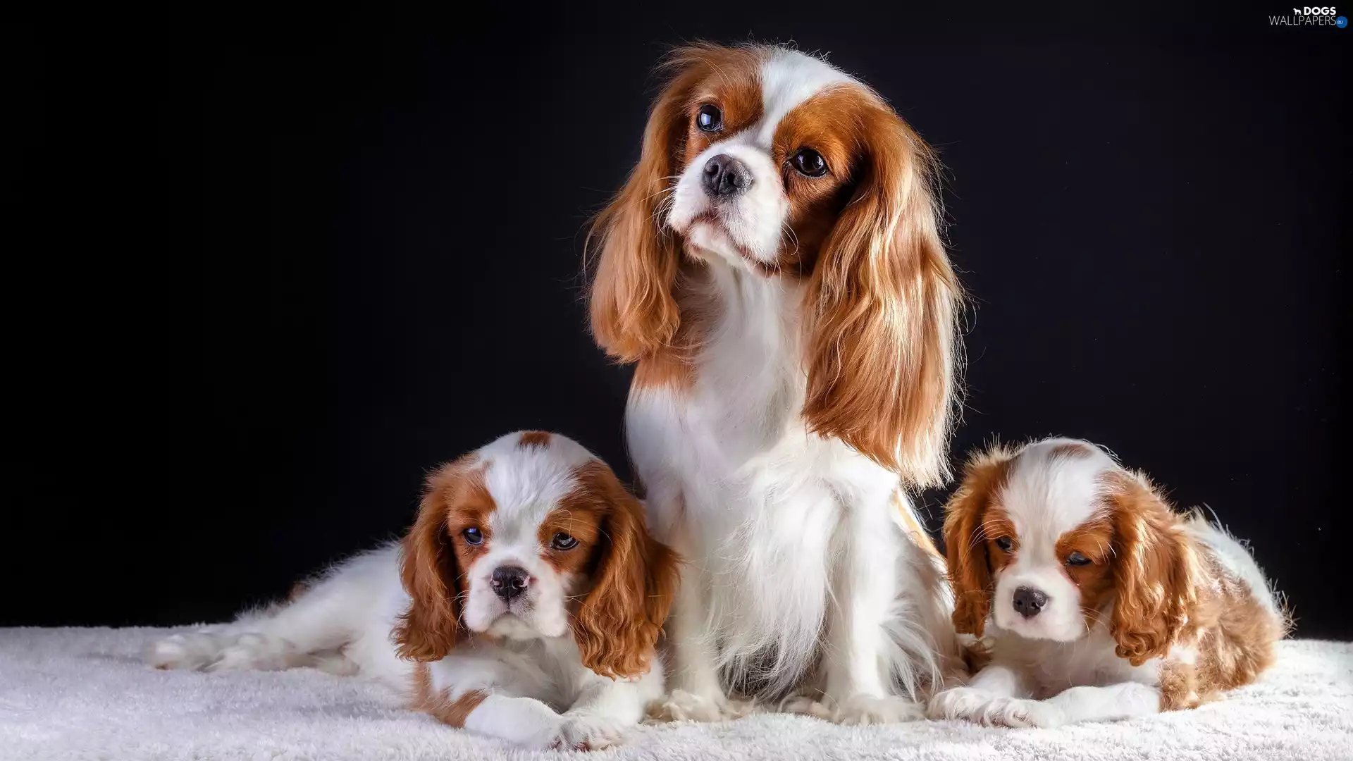 Three, Cavalier King Charles Spaniels