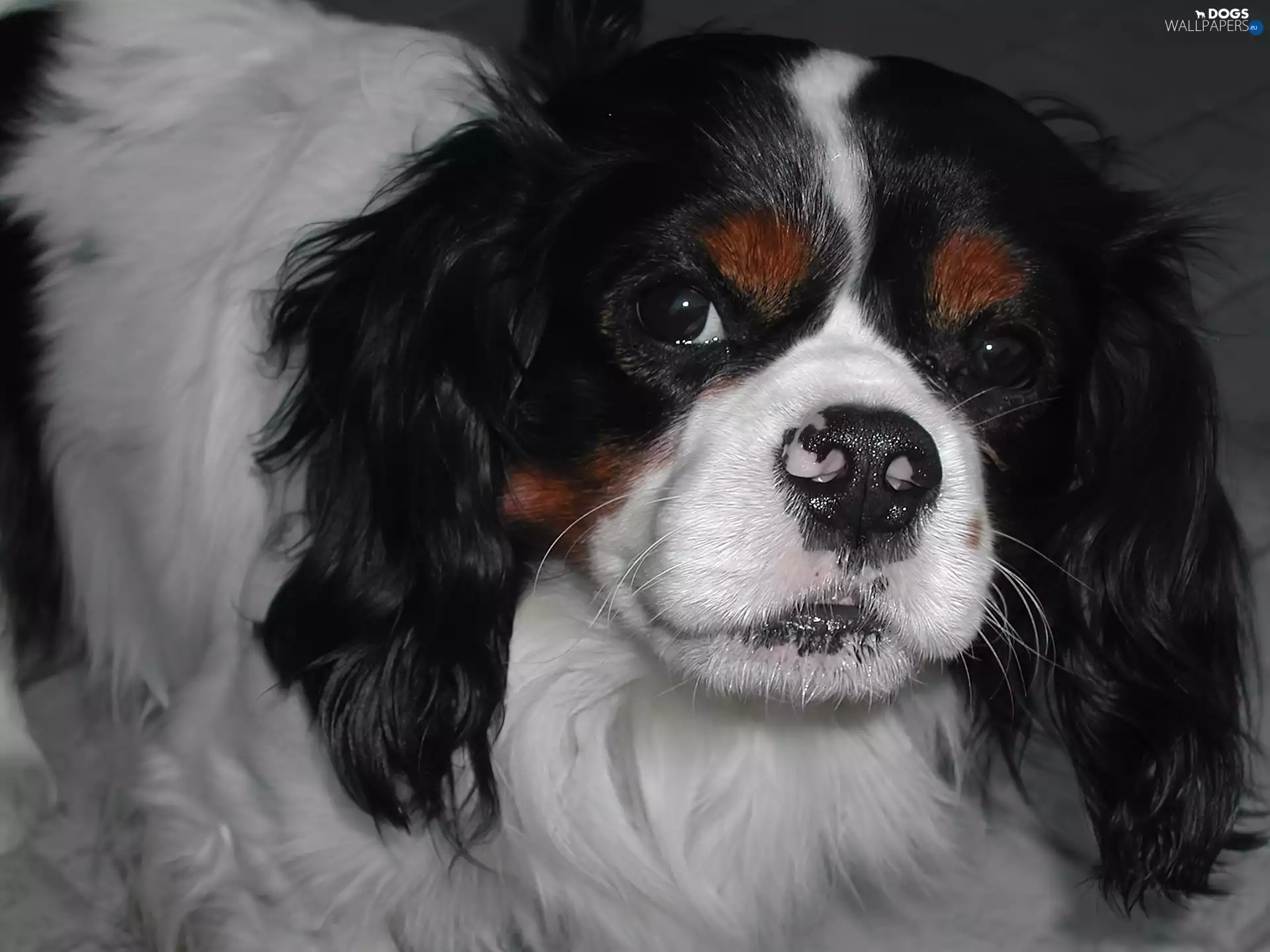 Cavalier, doggy, muzzle