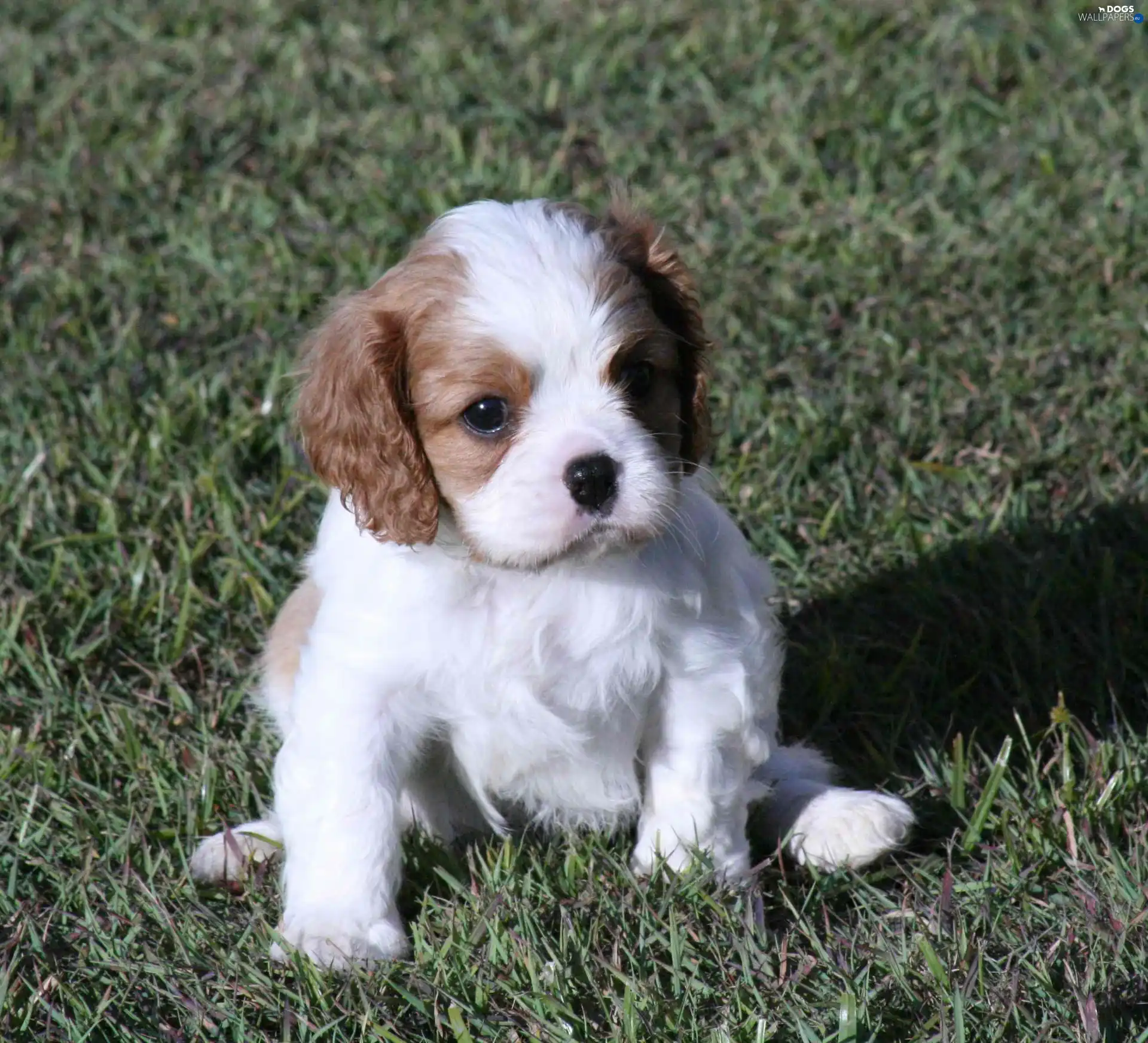 Cavalier King Charles spaniel, small