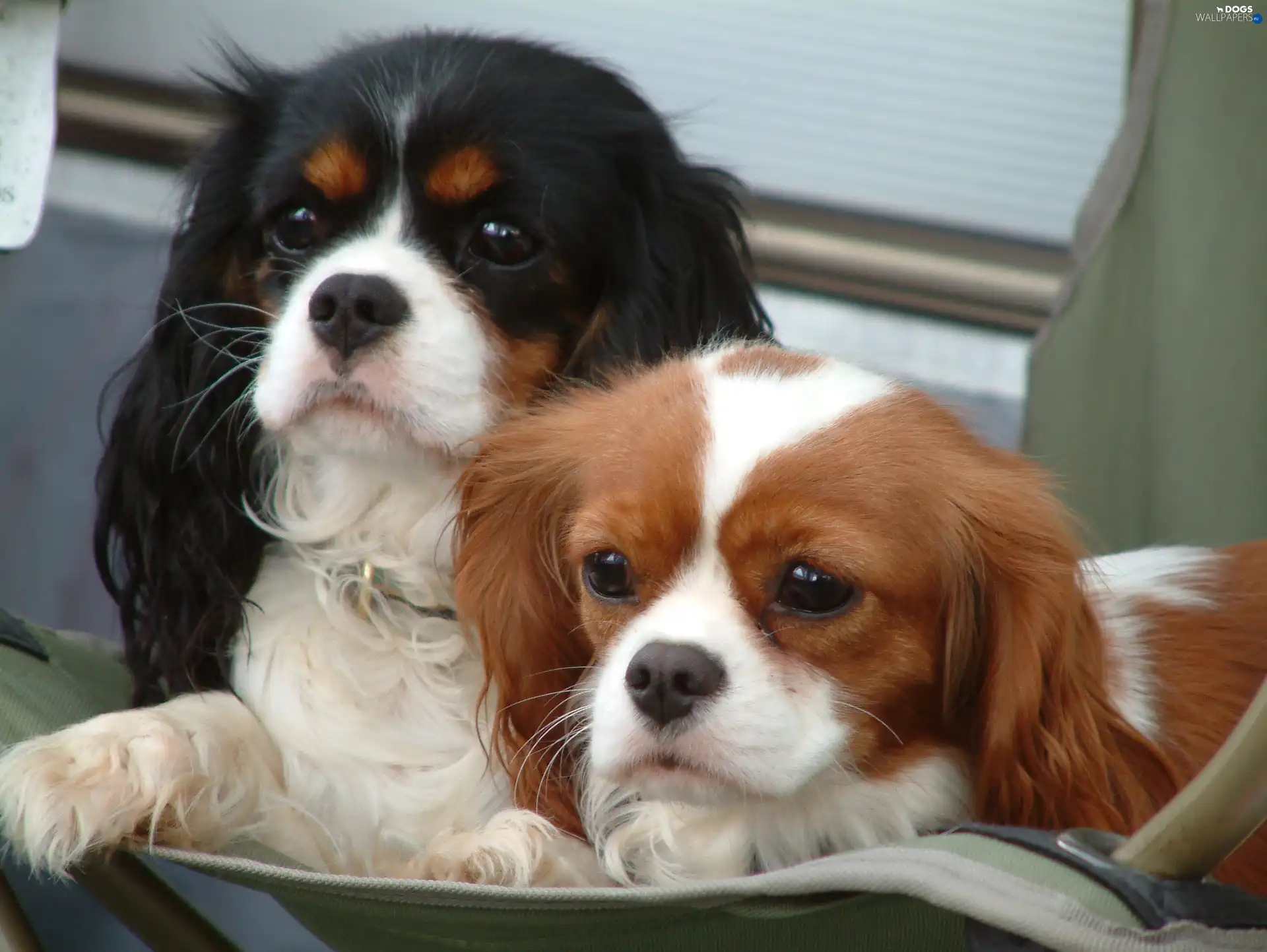 Cavalier King Charles spaniel, sweet Dogs wallpapers