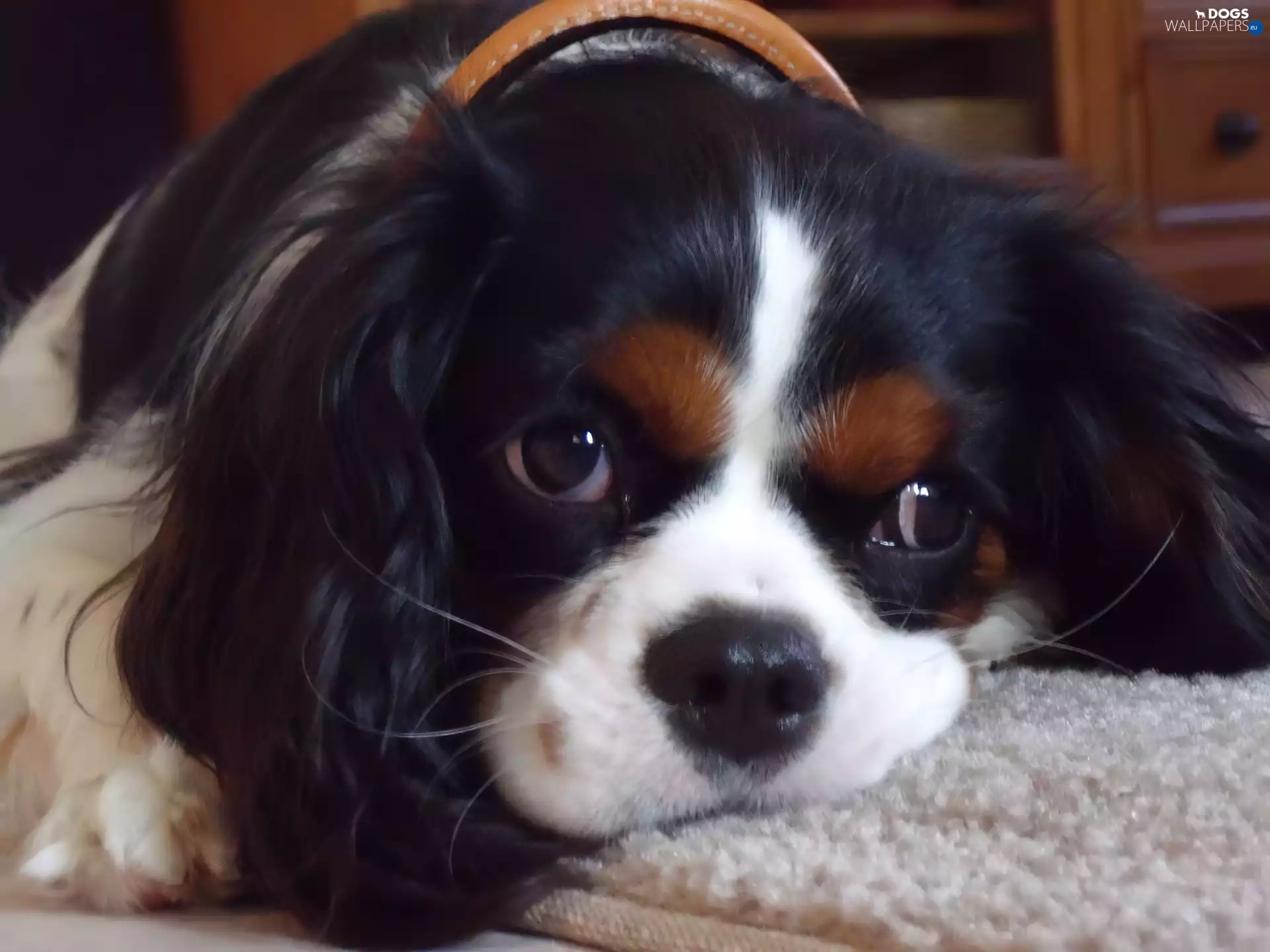 black and white, Cavalier King Charles spaniel