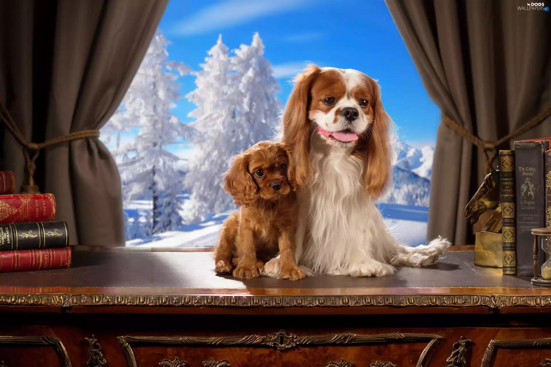 Cavalier King Charles spaniel, sweet, Window, winter, Books, puppies