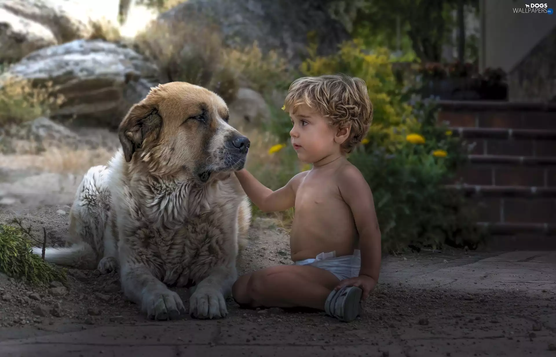 estate, Central Asian Shepherd, Kid