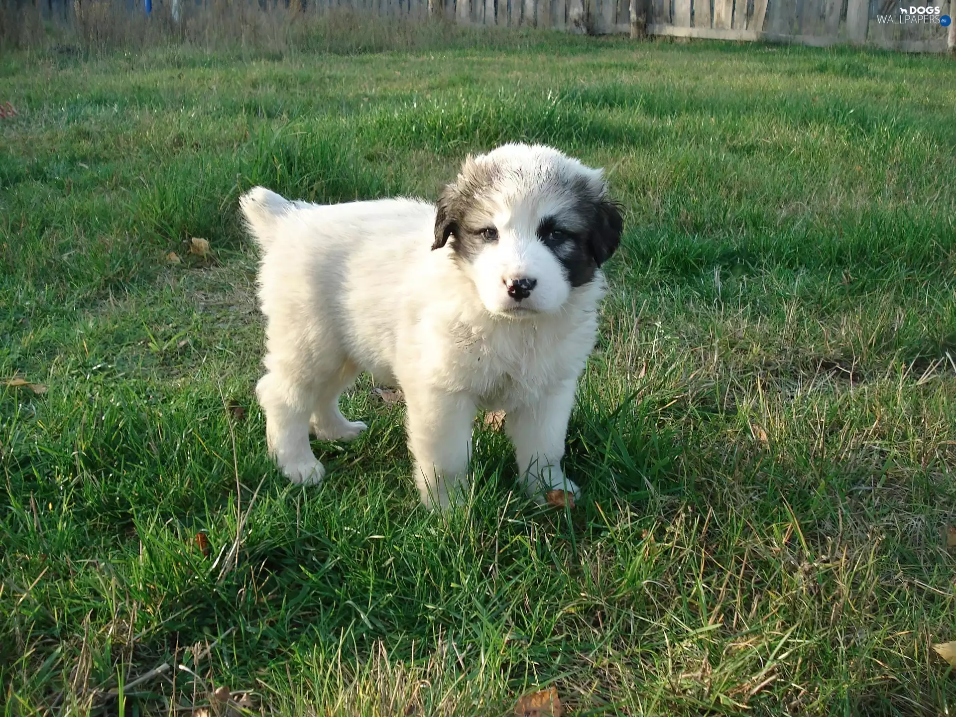 small, Green, grass, Central Asian Shepherd