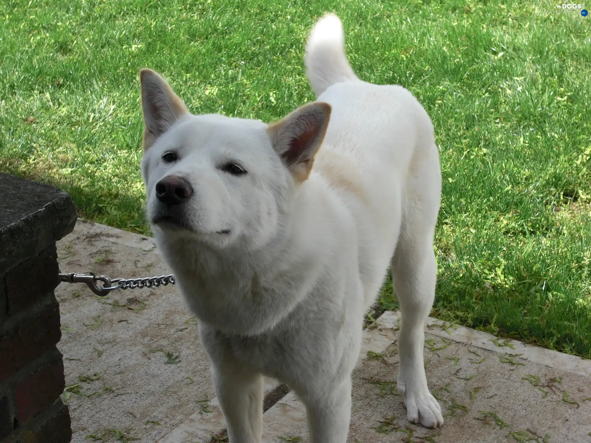 chain, Jindo