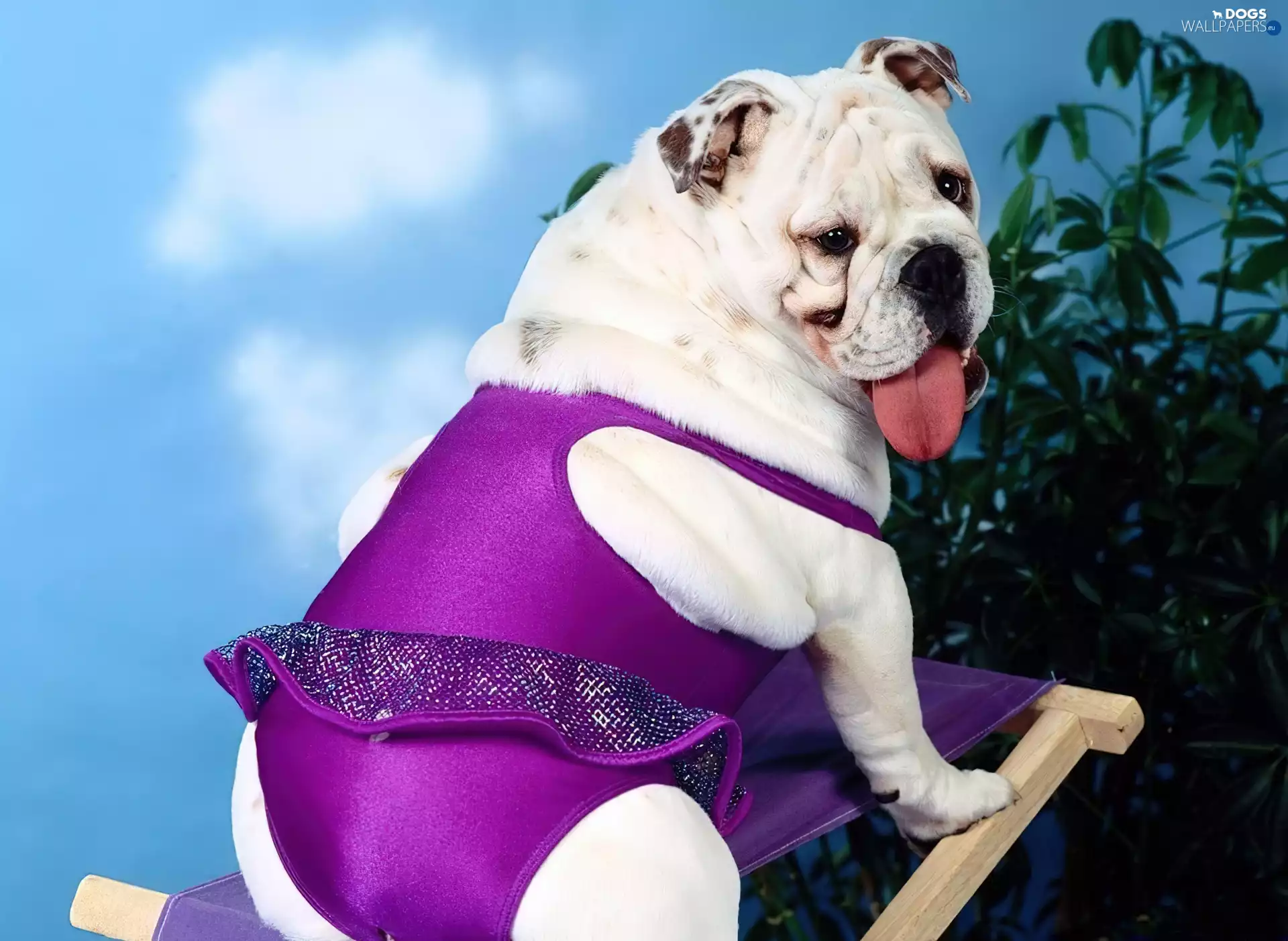 Chair, doggy, Ballet