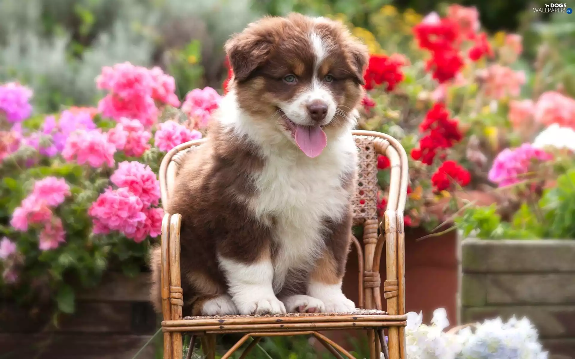 Flowers, Australian Shepherd, Chair