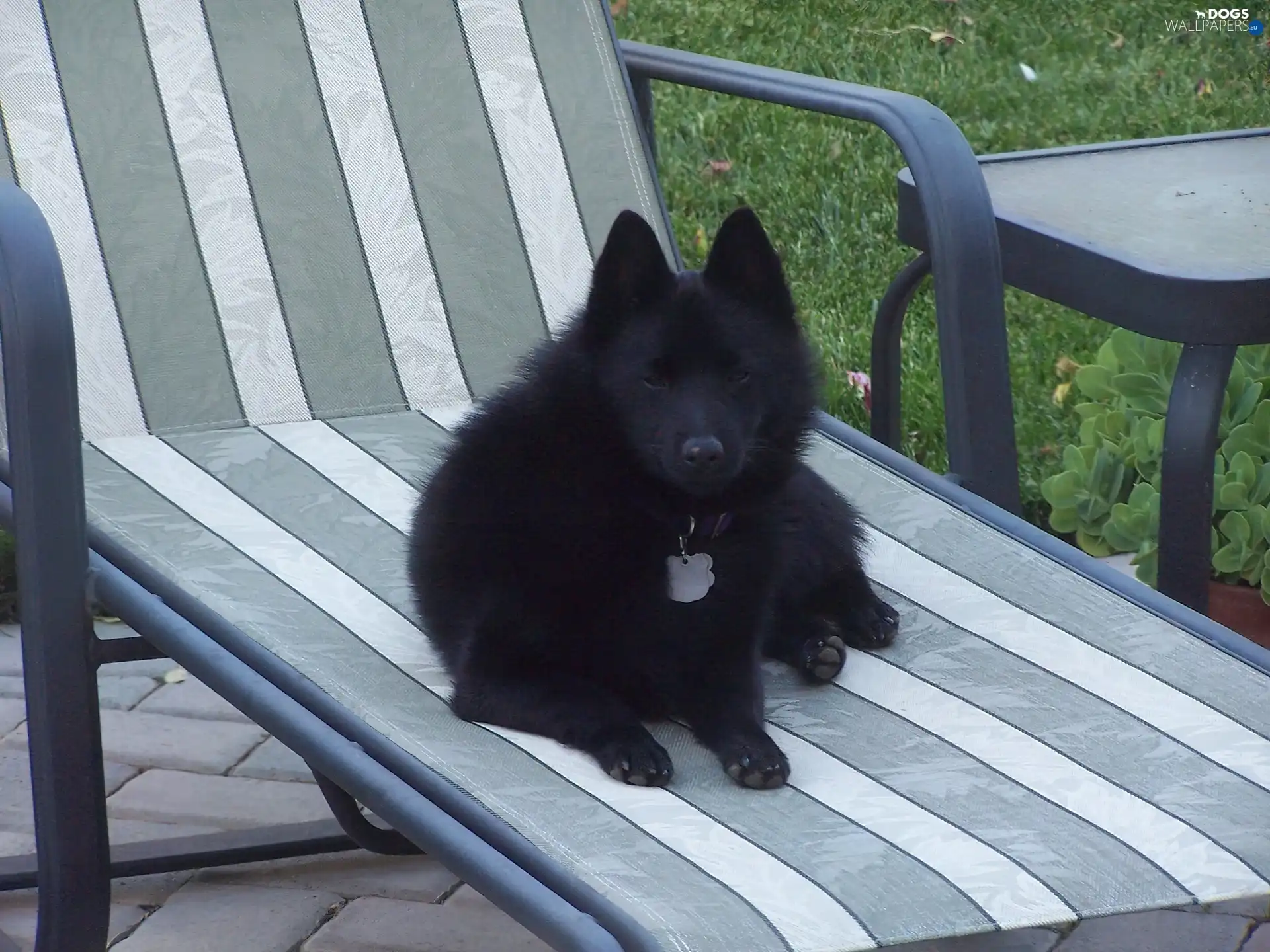 hammock chair, Schipperke