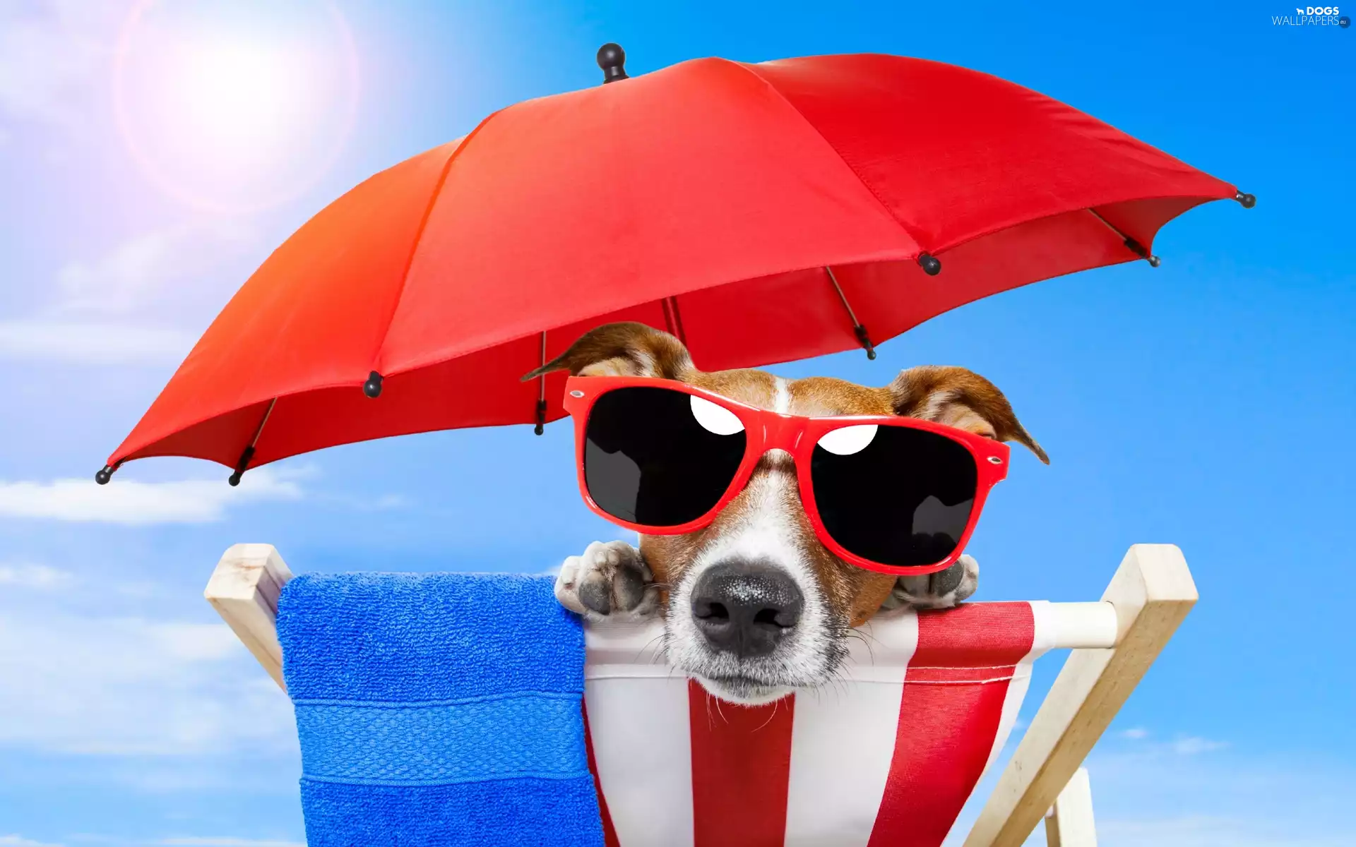 Umbrella, Glasses, Holiday Jack russell terrier, hammock chair