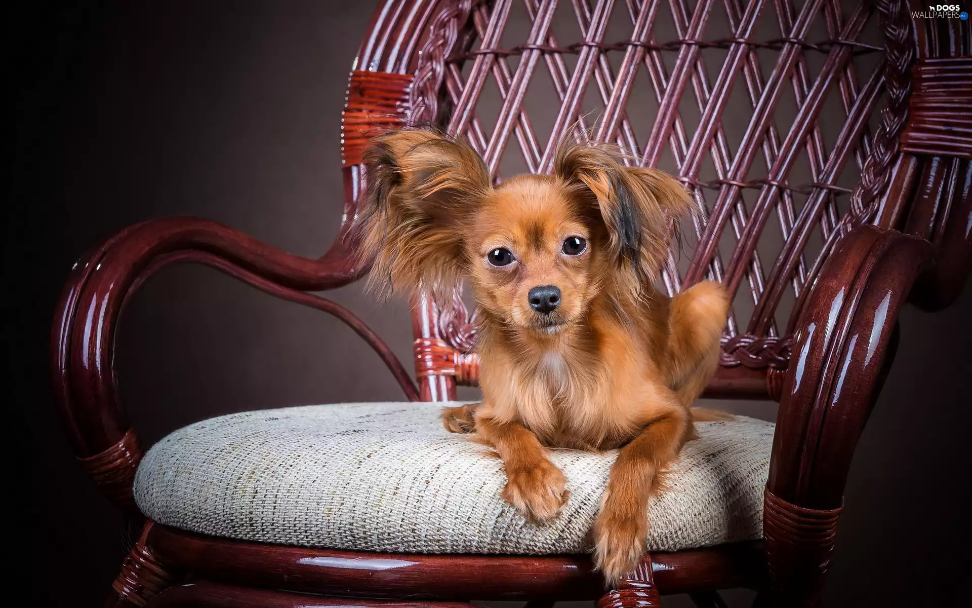 Chair, honeyed, Papillon