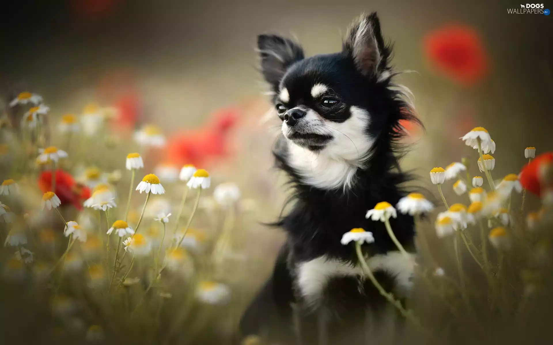 Flowers, dog, Chihuahua, chamomile