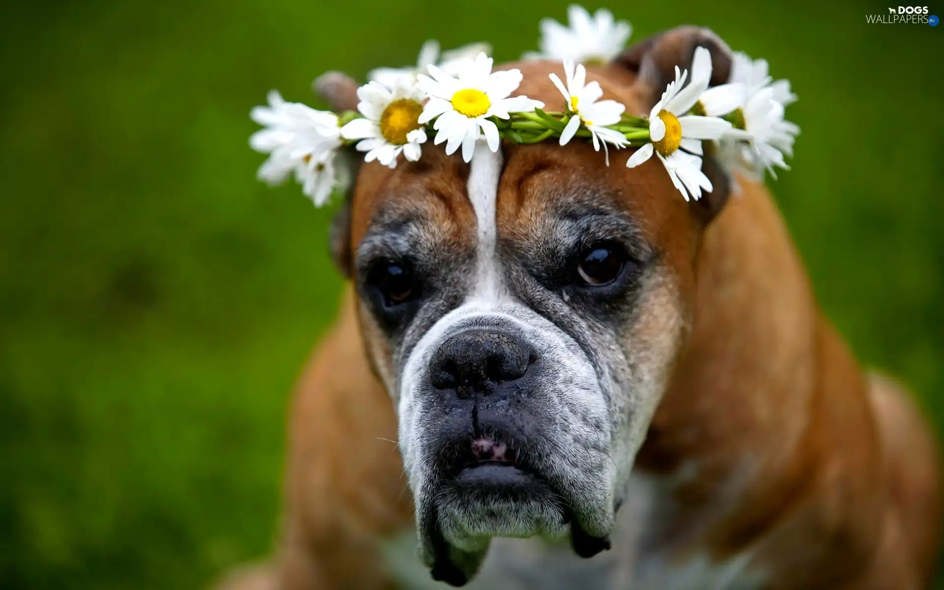 chamomile, Flowers, boxer, wreath