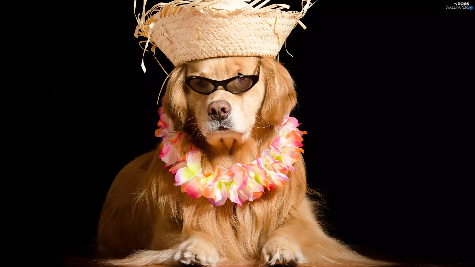 Hat, dog, Flowers, chaplet, Glasses, Golden Retriever