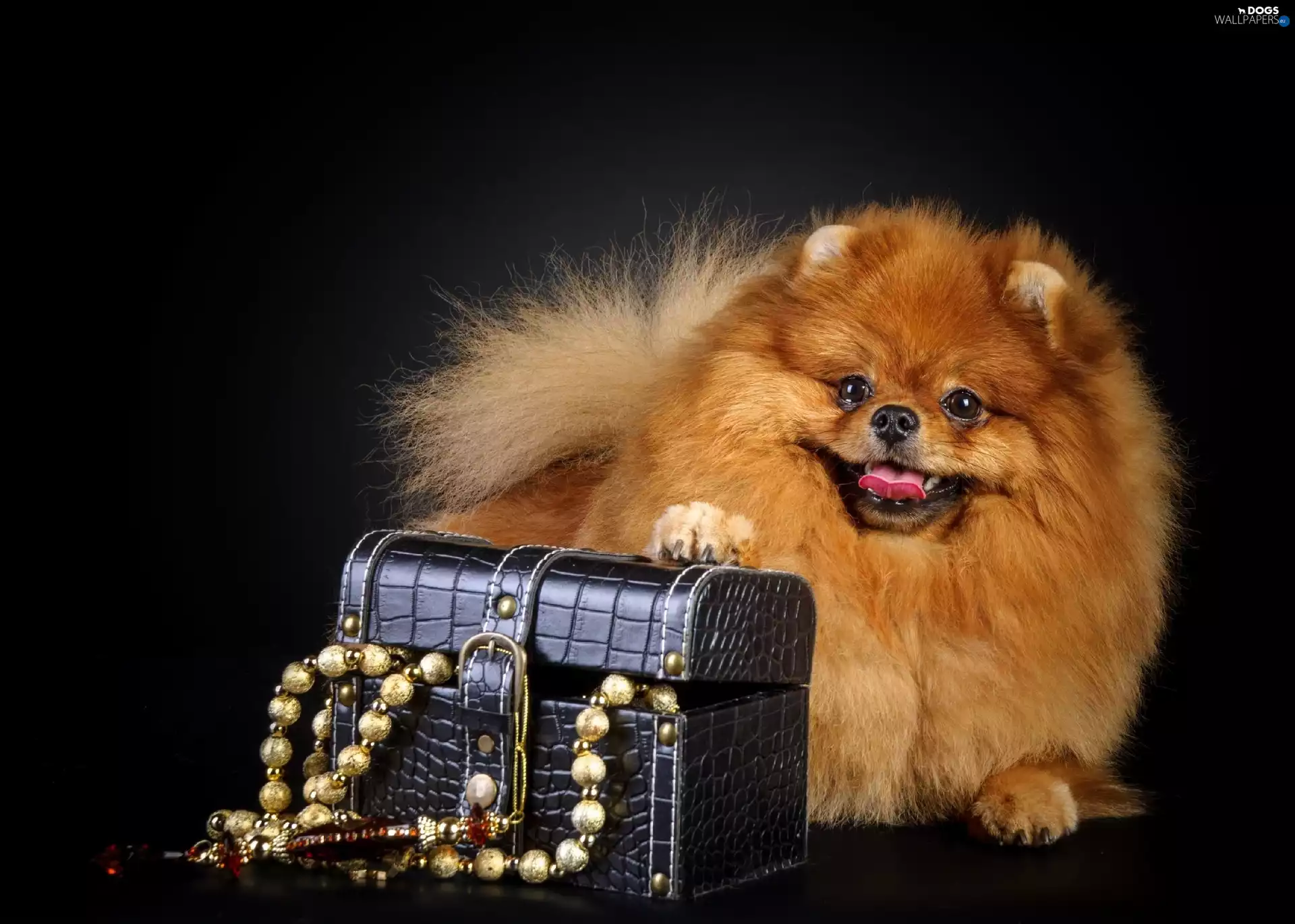 chaplet, doggy, trunk