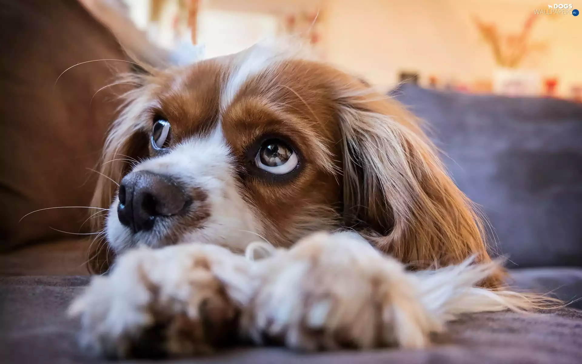 dog, Cavalier King Charles spaniel, rapprochement, Puppy