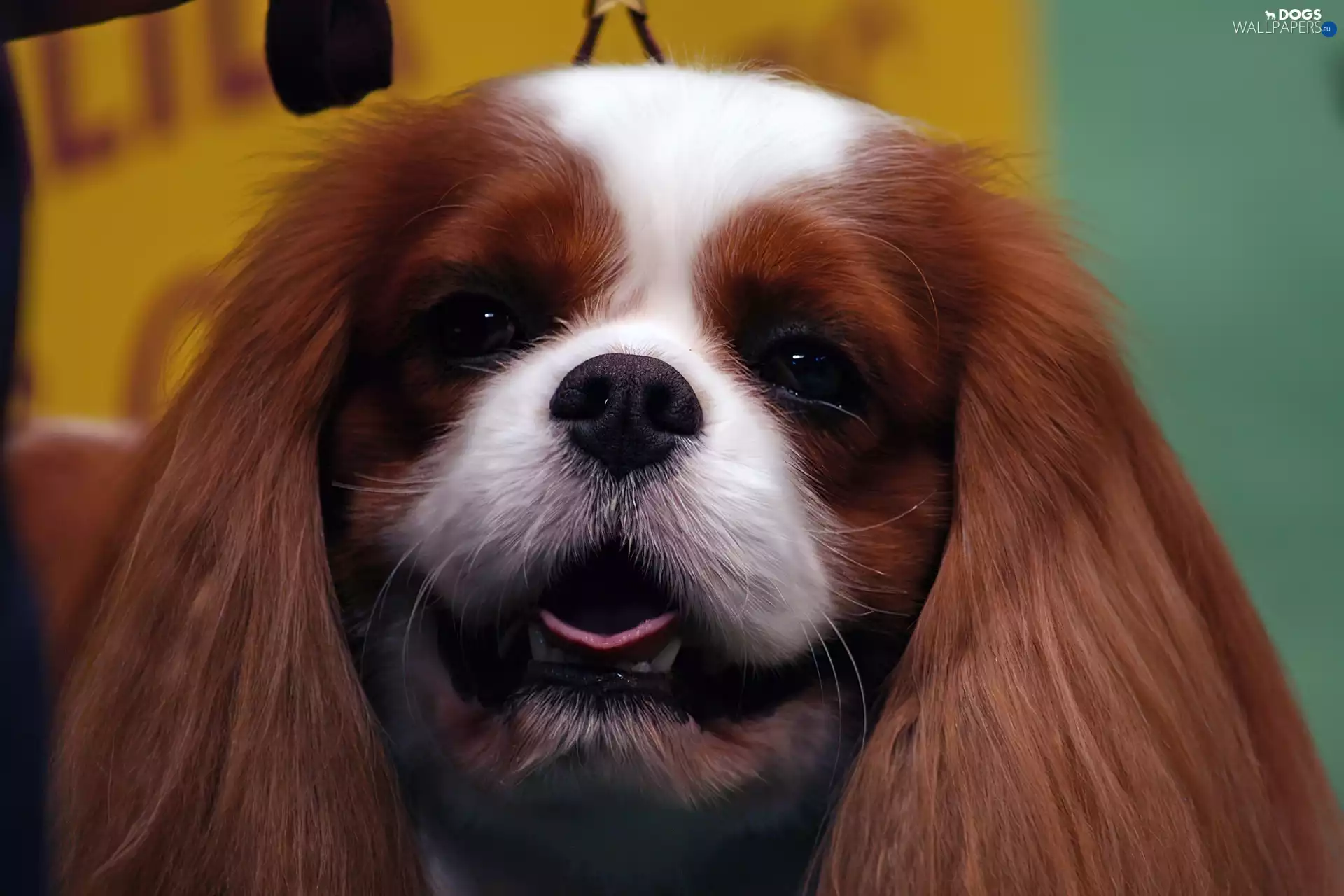King Charles Spaniel, doggy, Tounge