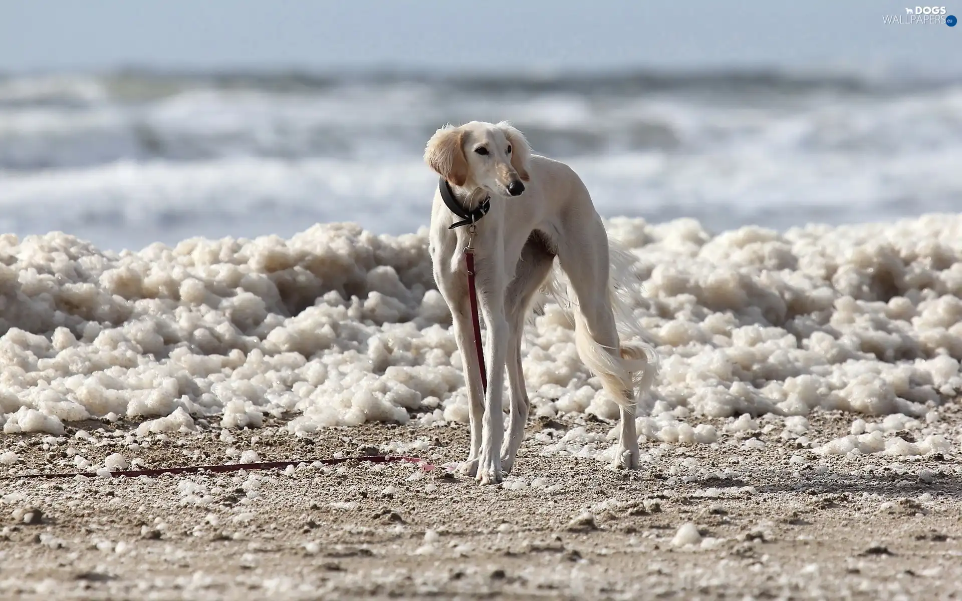 Saluki, Chart Persian