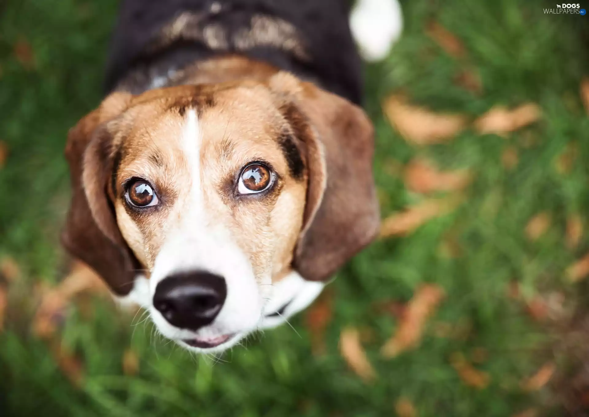 dog, muzzle, rapprochement, Chase