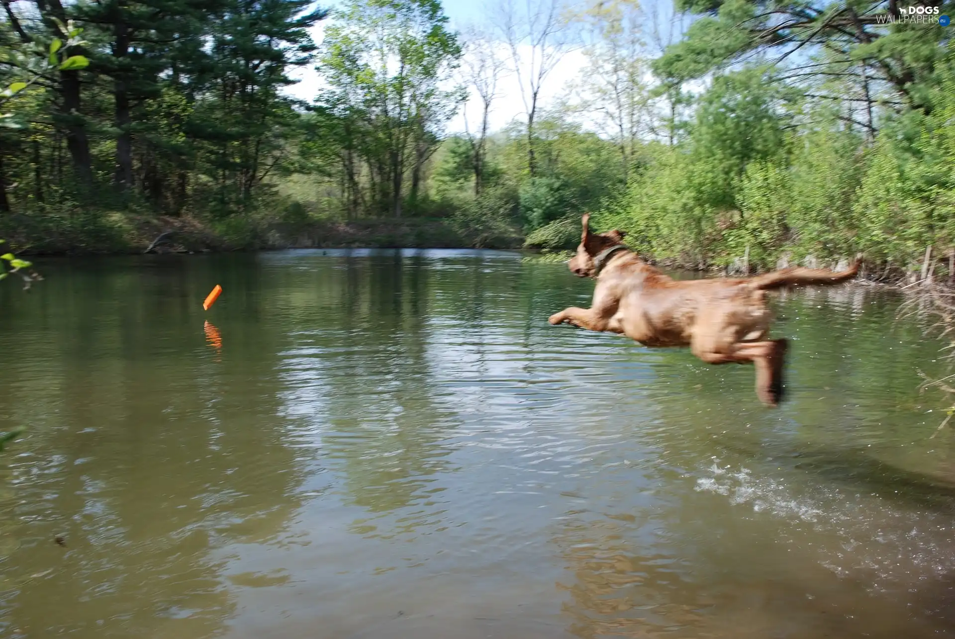 Chesapeake Bay retriever, apport