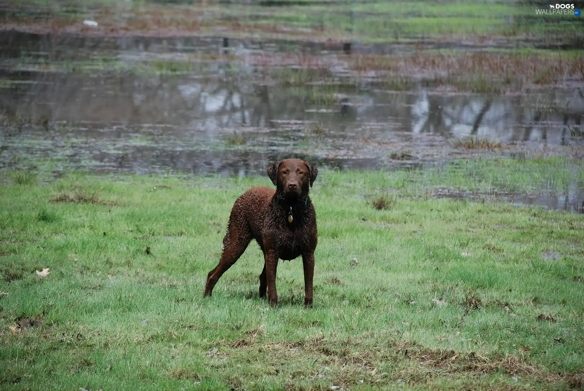 Chesapeake Bay retriever, wet