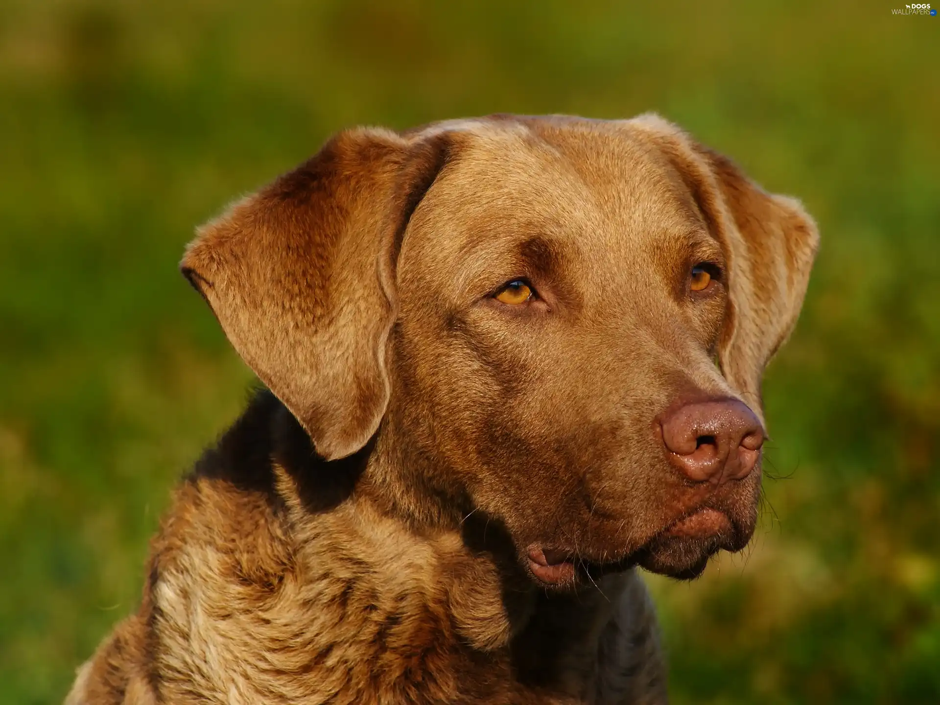 Chesapeake Bay retrievera, mouth