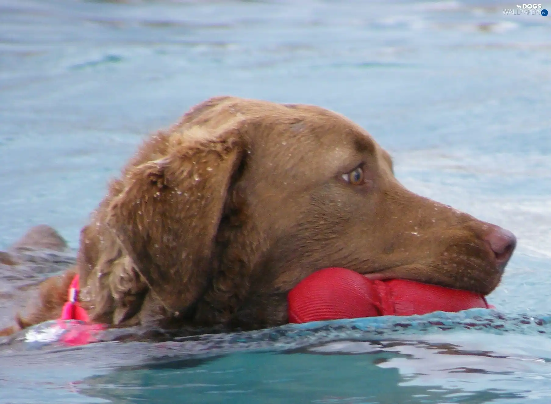 Chesapeake Bay retriever, water, apport