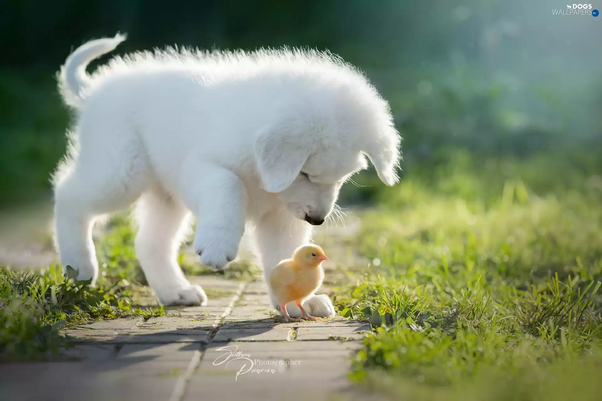 chick, White, Puppy