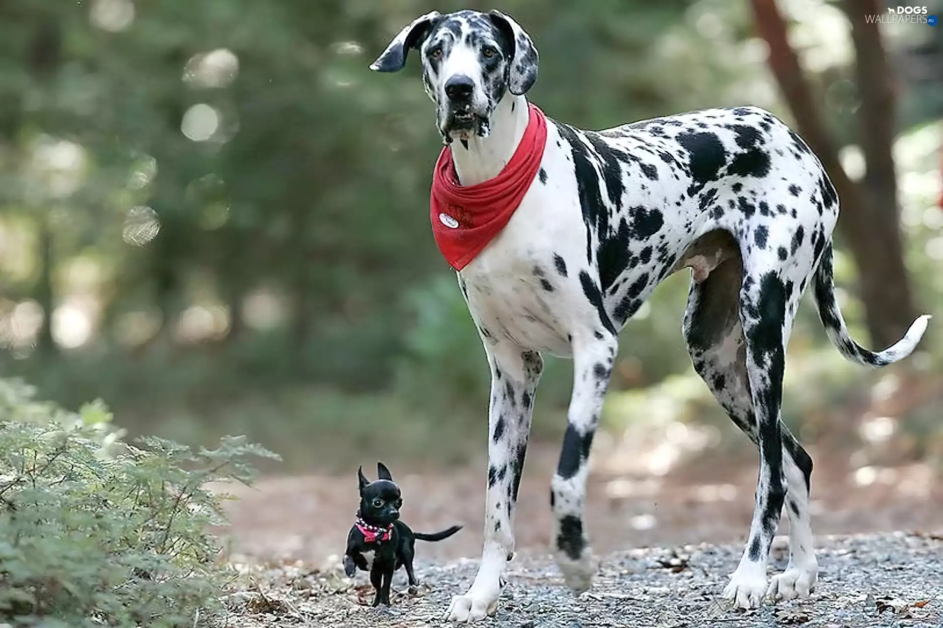 Dog, german, Dogs, Chihuahua, Two cars