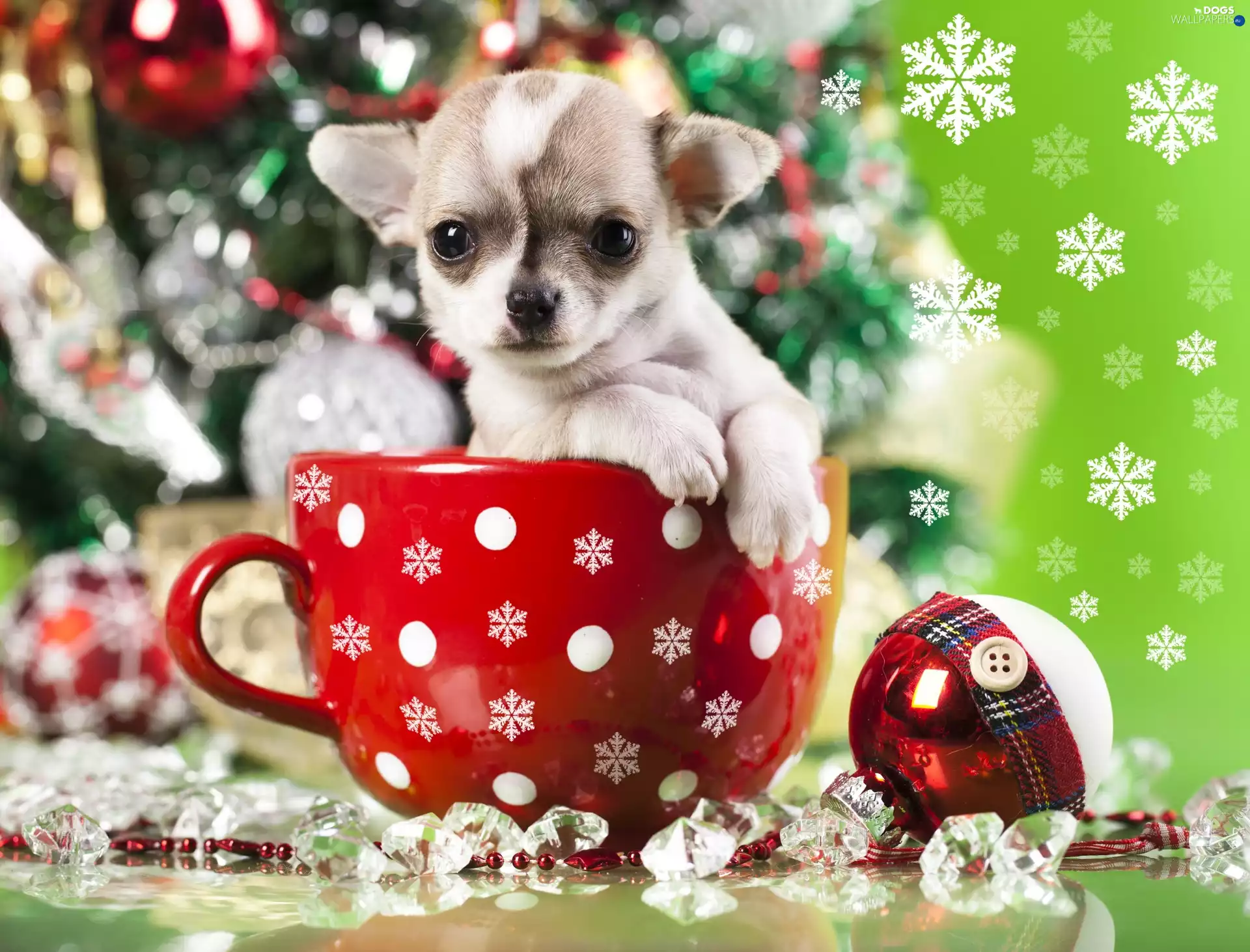 Chihuahua, christmas