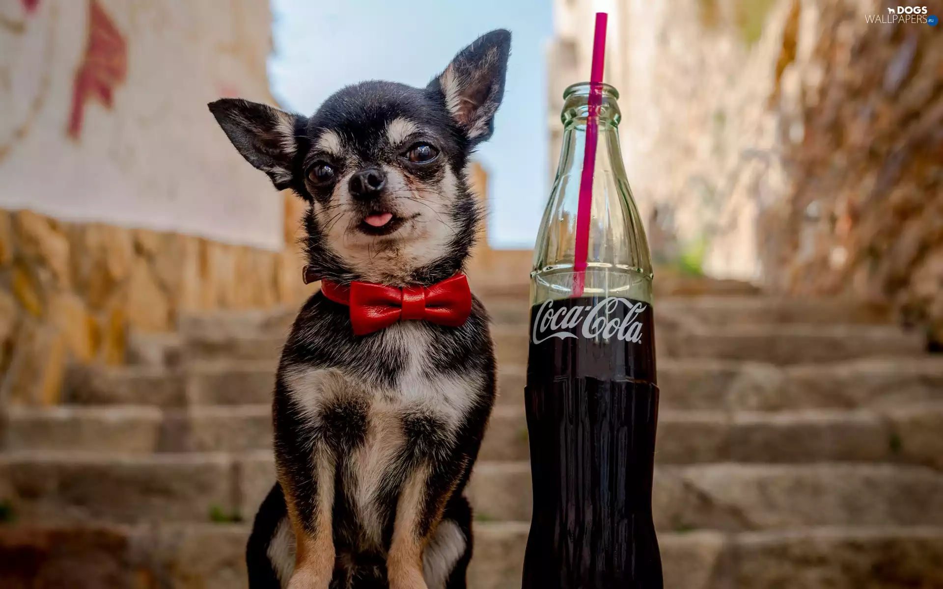 Coca-Cola, dog, Chihuahua