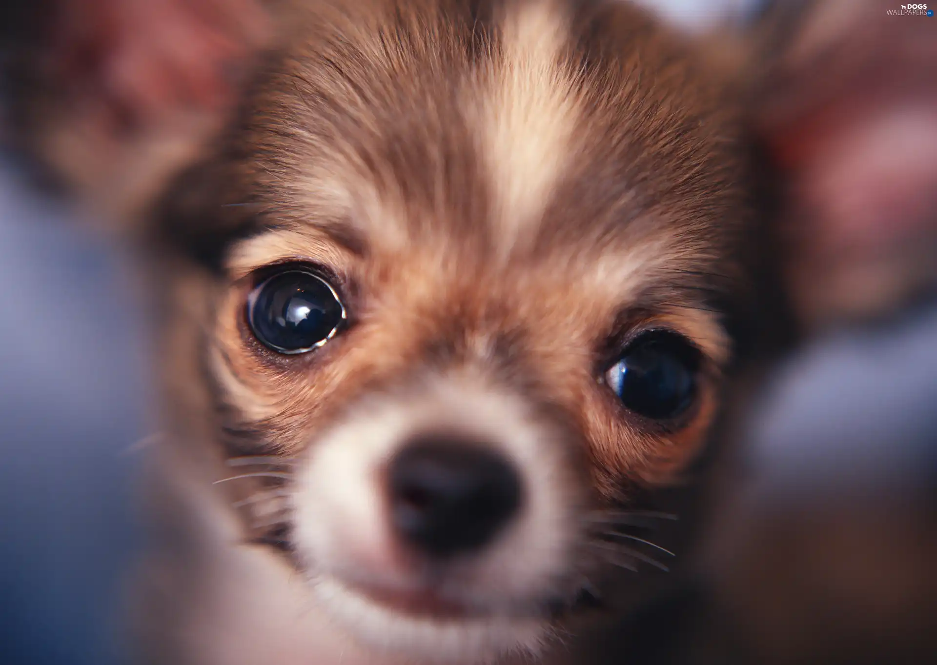 Chihuahua, Eyes, dog, mouth