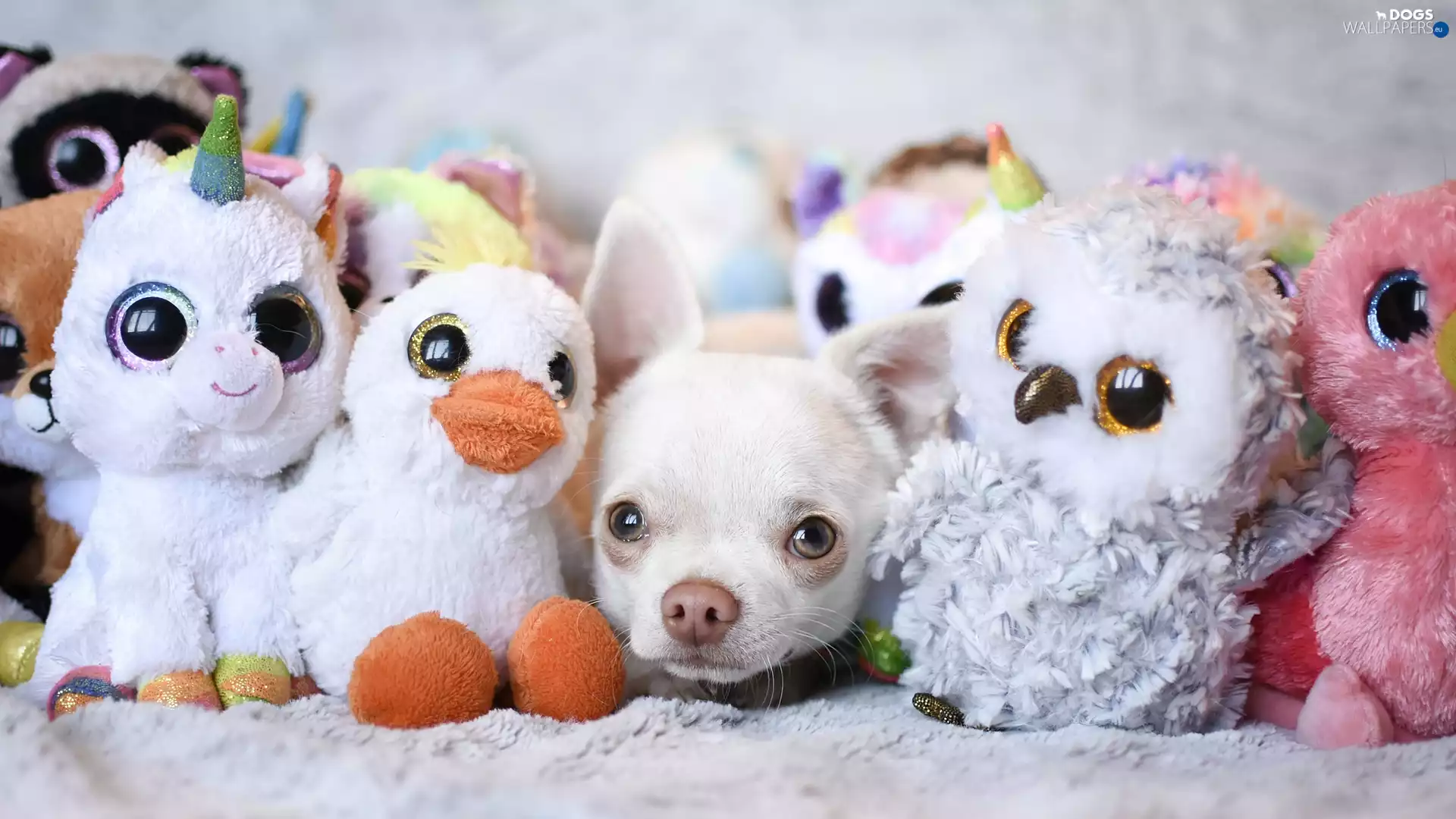 dog, mascot, plushies, Chihuahua