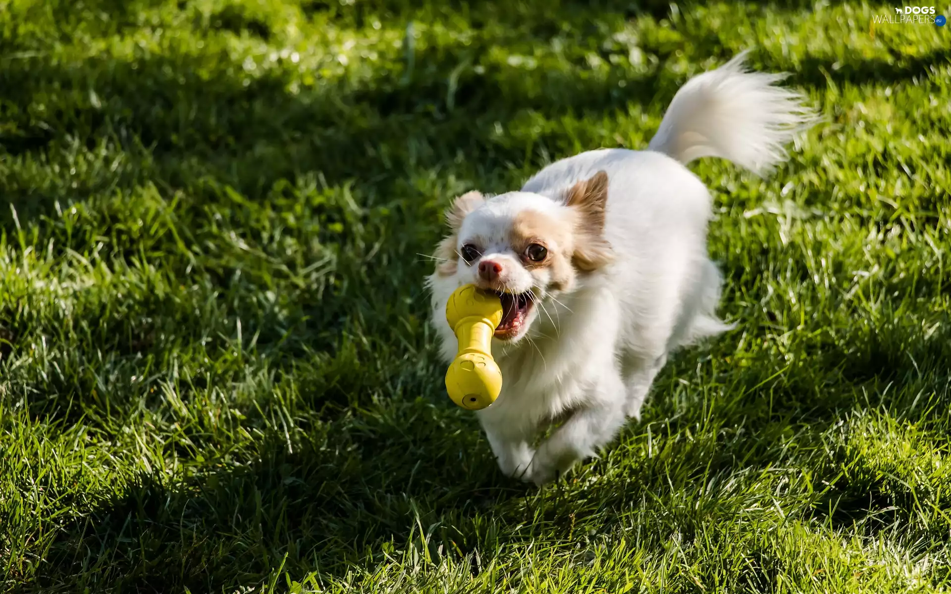 dog, grass, toy, Chihuahua