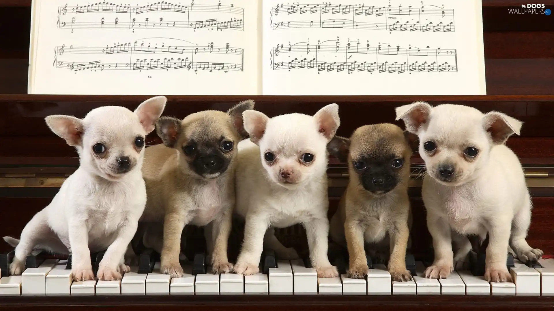 Chihuahua, puppies, focused, five