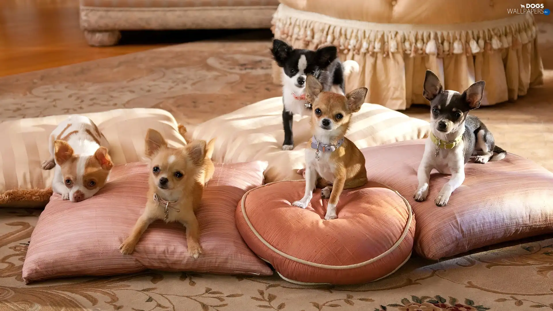 Chihuahua, folks