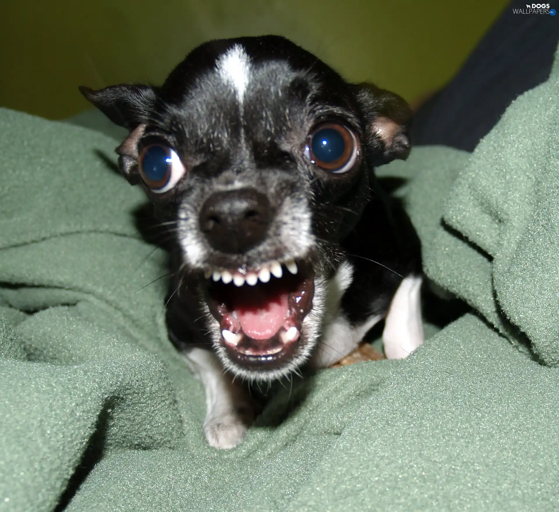 Chihuahua, funny