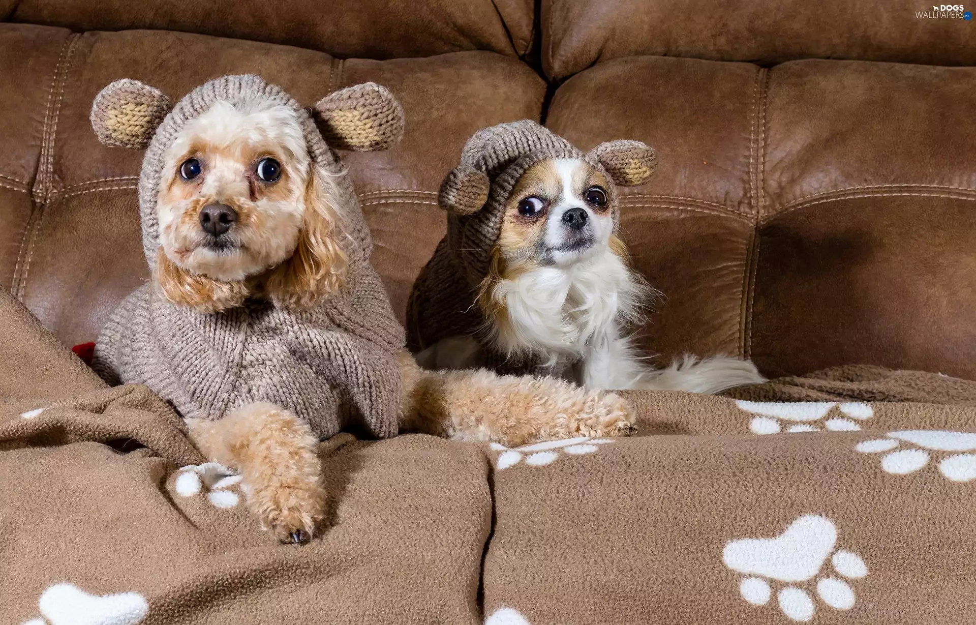 poodle, clothes, sofa, Chihuahua